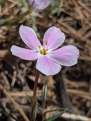 Phlox dolichantha