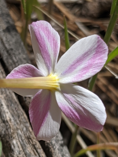 Image of Big Bear Valley Phlox (Phlox dolichantha) by no rights reserved