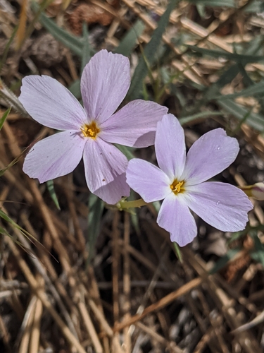 Image of Big Bear Valley Phlox (Phlox dolichantha) by no rights reserved
