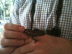 Furcifer verrucosus
