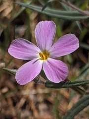 Phlox dolichantha