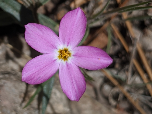 Image of Big Bear Valley Phlox (Phlox dolichantha) by no rights reserved