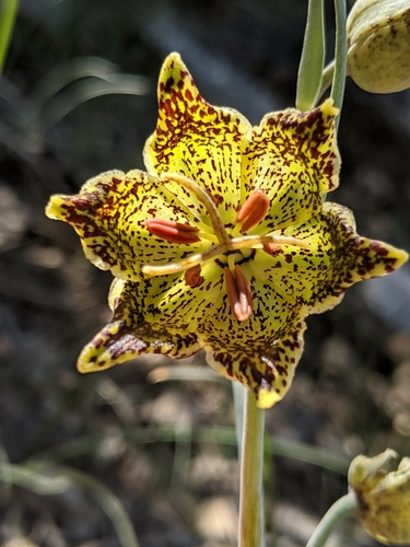 Image of Fritillaria pinetorum by no rights reserved