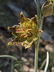 Fritillaria pinetorum