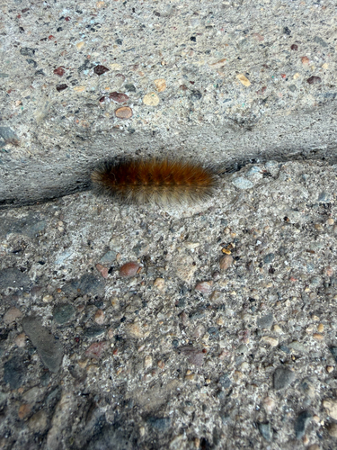 Virginian Tiger Moth