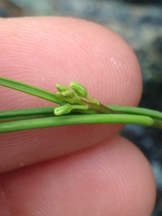 Streptanthus polygaloides