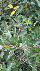 Salix hookeriana, photograph (c) StarStats, some rights reserved (CC BY)