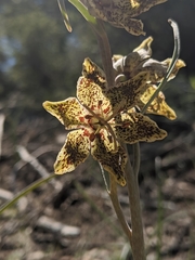 Fritillaria pinetorum