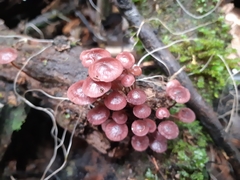 Mycena kurramulla