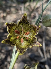 Fritillaria pinetorum