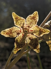 Fritillaria pinetorum