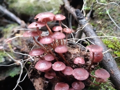 Mycena kurramulla