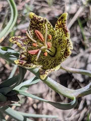 Fritillaria pinetorum