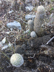 Coryphantha erecta
