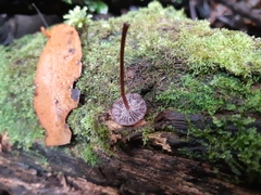 Mycena kurramulla