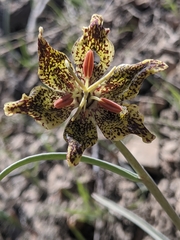 Fritillaria pinetorum
