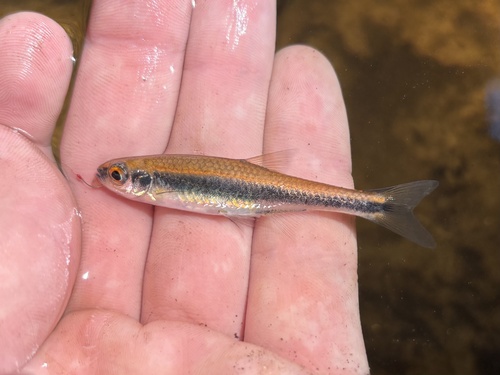 Dusky Shiner