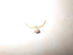 Massuria