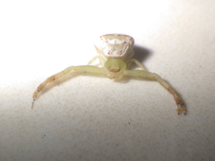 Massuria