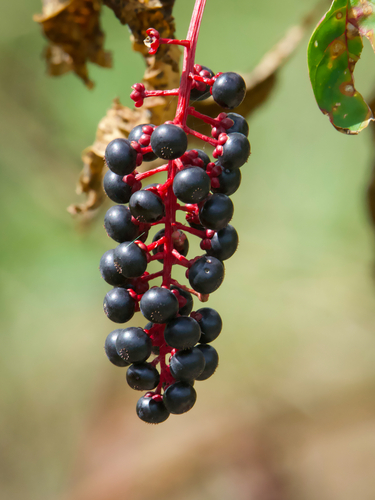 American pokeweed