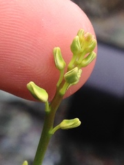 Streptanthus polygaloides