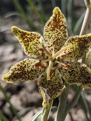Fritillaria pinetorum