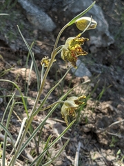 Fritillaria pinetorum
