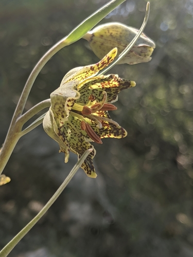 Image of Fritillaria pinetorum by no rights reserved