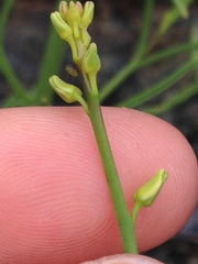 Streptanthus polygaloides