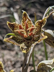 Fritillaria pinetorum