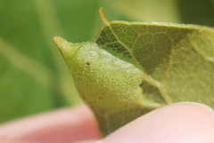 Dryocosmus quercusnotha