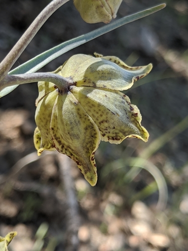 Image of Fritillaria pinetorum by no rights reserved