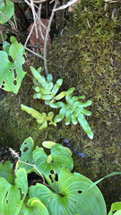 Polypodium scouleri, photograph (c) StarStats, some rights reserved (CC BY)