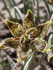 Fritillaria pinetorum
