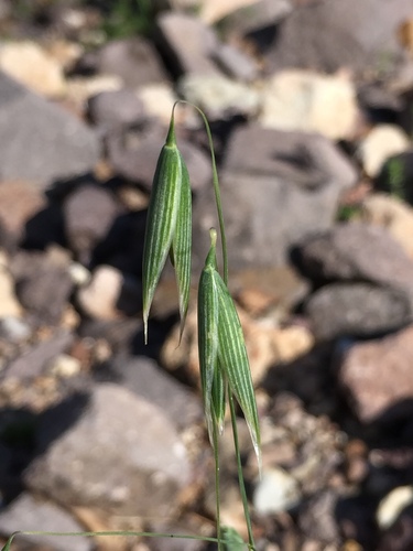 Avena sativa, photograph 6
