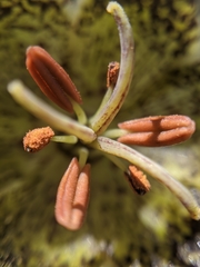 Fritillaria pinetorum