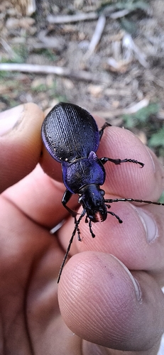 Rough Violet Ground Beetle