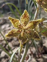 Fritillaria pinetorum