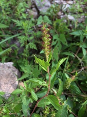 Acalypha phleoides, photograph (c) Oscar C. González Martínez, some rights reserved (CC BY-SA)
