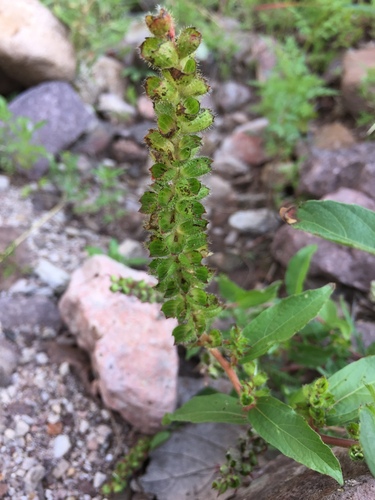 Acalypha phleoides, photograph 5