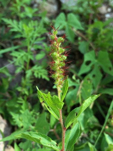 Acalypha phleoides, photograph 6