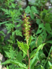 Acalypha phleoides, photograph (c) Oscar C. González Martínez, some rights reserved (CC BY-SA)