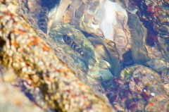 Abudefduf declivifrons