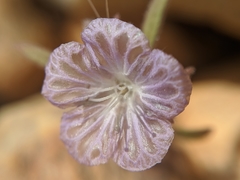 Phacelia exilis