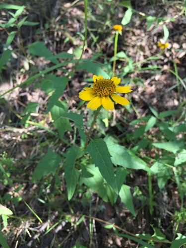 Heliopsis parvifolia, photograph 5