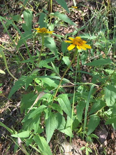 Heliopsis parvifolia, photograph 4