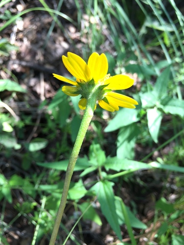 Heliopsis parvifolia, photograph 3