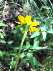 Heliopsis parvifolia, photograph (c) Oscar C. González Martínez, some rights reserved (CC BY-SA)