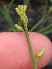 Streptanthus polygaloides