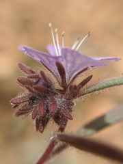 Phacelia exilis
